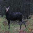 a moose